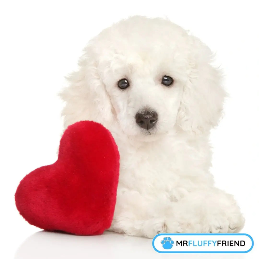 Wie Zeige Ich Meinem Hund Das Ich Ihn Liebe Zum Valentinstag: Weiß mein Hundi, dass ich ihn lieb habe