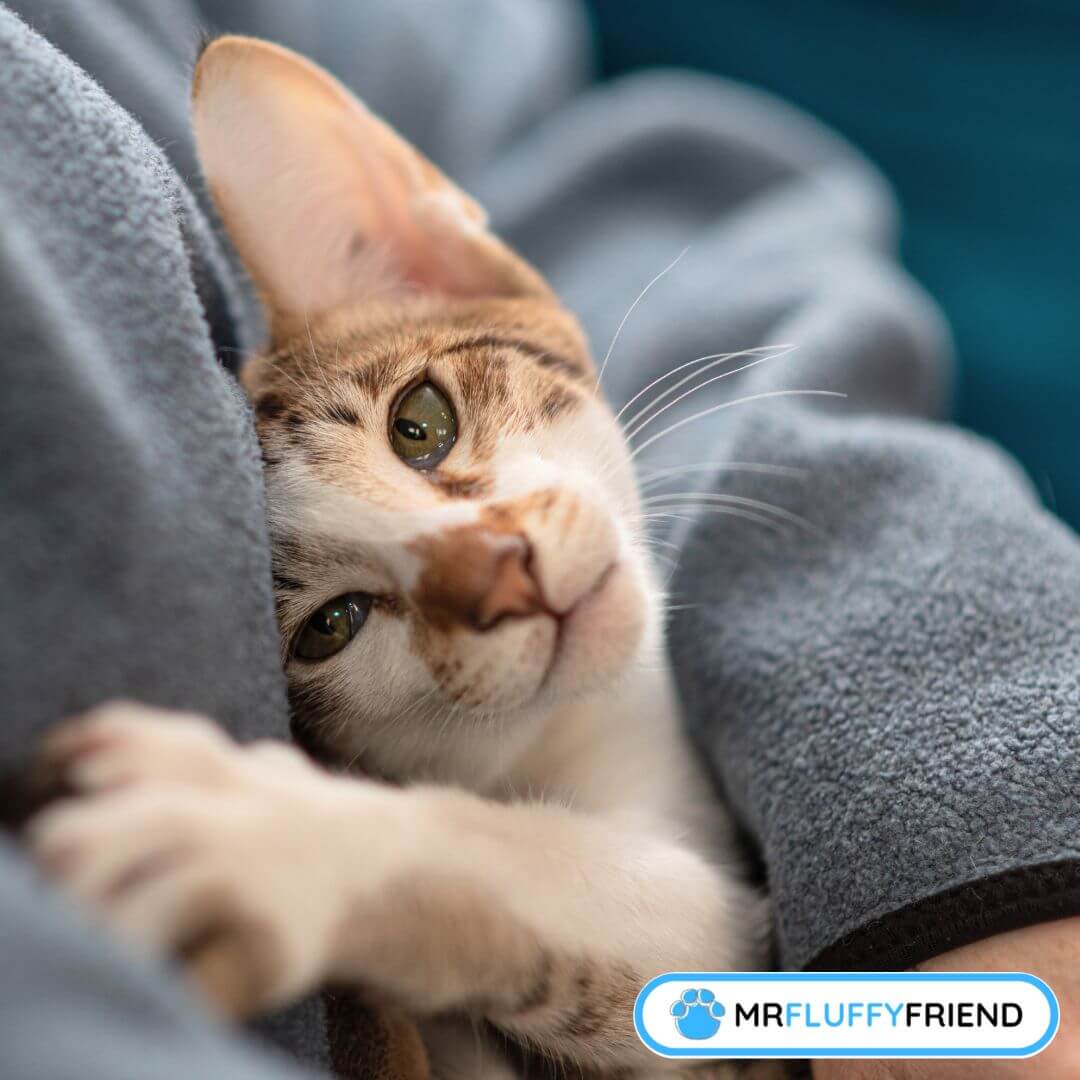 Anhänglich Katzen Warum ist meine Katze in letzter Zeit so anhänglich? MrFluffyFriend