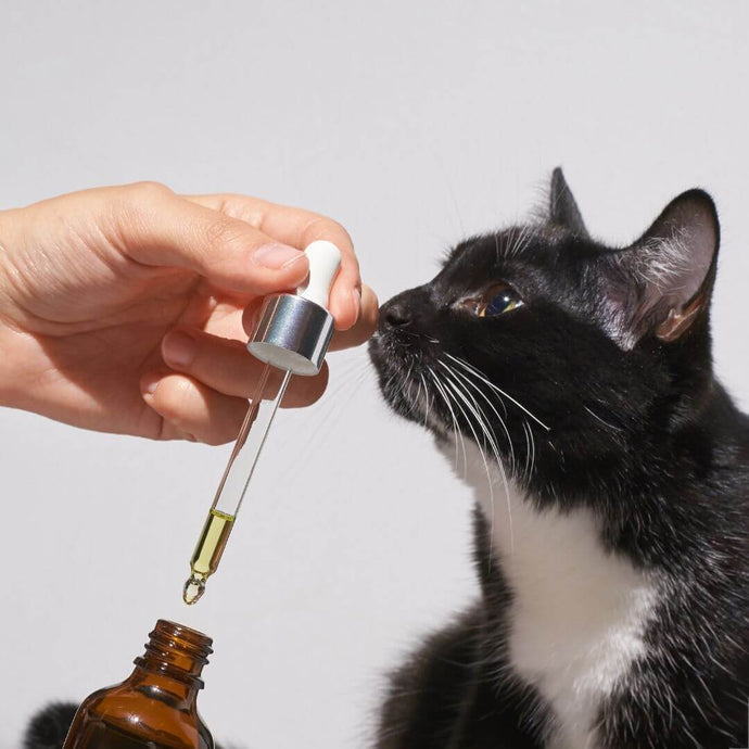 Wie man einer schwierigen Katze flüssige Medizin gibt