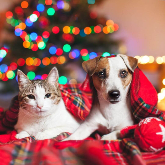 Weihnachtsgeschenkideen für Haustiere