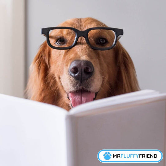 Schlauste Hunderassen