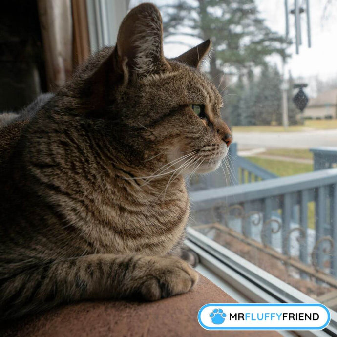 Wie lange kannst du deine Katze alleine lassen?