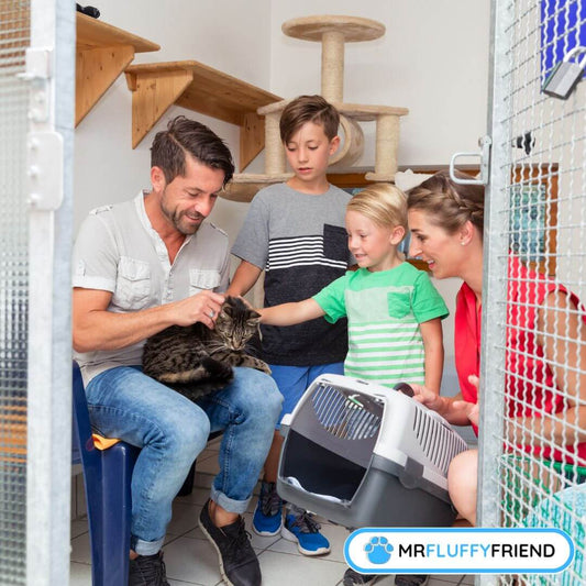 Schwarze Katzen adoptieren