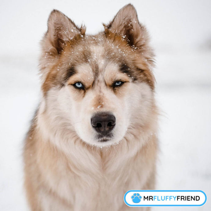 Hunderassen für den Winter: Die besten Hunde für Kälte und Schnee