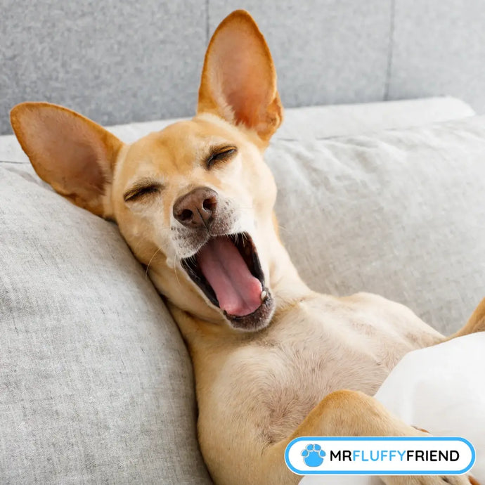 Das beste Hundebett für alte Hunde: Der komplette Guide 2025