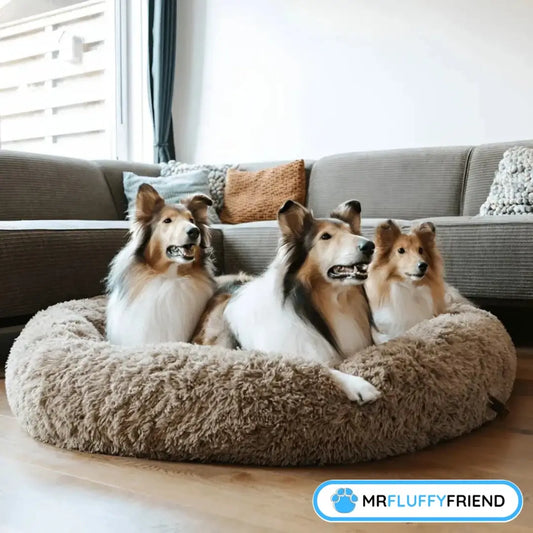 Drei Sheltie-Hunde sitzen gemeinsam bequem in einem großen, braunen Beruhigungs-Donutbett in einem modernen Wohnzimmer.