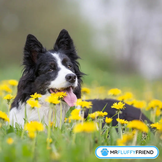 Ein glücklicher Border Collie liegt in einem Feld mit gelben Löwenzahnen und zeigt, wie Außenbereiche saisonale Allergien bei Hunden auslösen können.