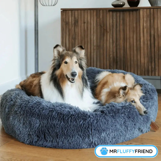 Titelbild des Blogs „5 Gründe für ein Anti-Angst-Hundebett“ mit zwei großen flauschigen Hunden, die entspannt in einem großen runden dunkelgrauen Hundebett im Wohnzimmer liegen