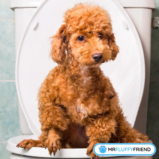 Beitragsbild für einen Blog mit dem Titel „10 schwierigste Hunderassen beim Stubenreinwerden (& wie man Erfolg hat)“, zeigt einen kleinen, lockigen braunen Hund, der auf einer Toilettenschüssel sitzt