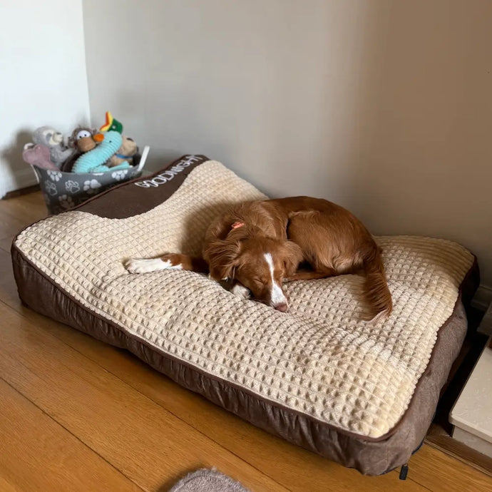 8 Gründe, warum Hundebesitzer weltweit auf dieses Hundekissen schwören