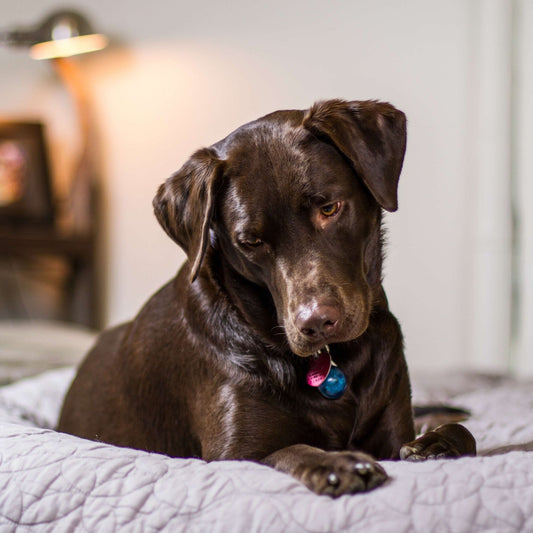 Sollte ich meinen Hund im Bett schlafen lassen?