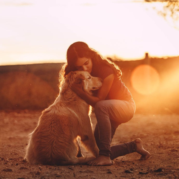 5 Tipps, um einen besseren Hundehalter zu werden