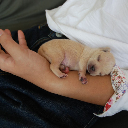 Tipps für den Einzug eines neuen Welpen