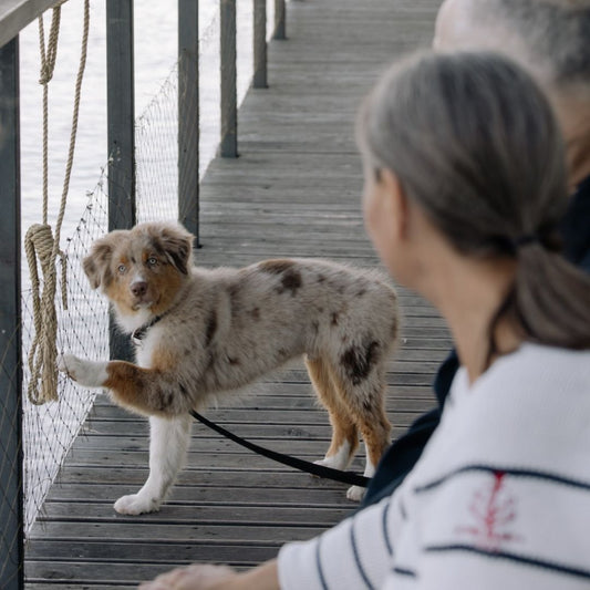 So sprichst du mit deinem Hund