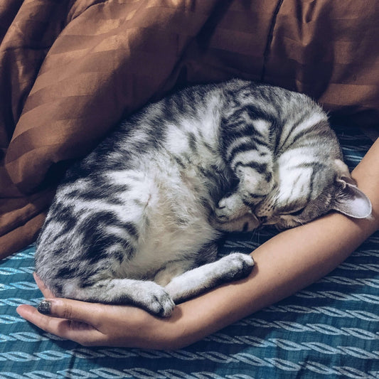 So bereitest du dich auf die Adoption einer Senior-Katze vor