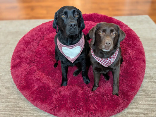 Ein schwarzer und ein schokobrauner Labrador sitzen nebeneinander auf einem großen runden, weinroten Donut-Hundebett.