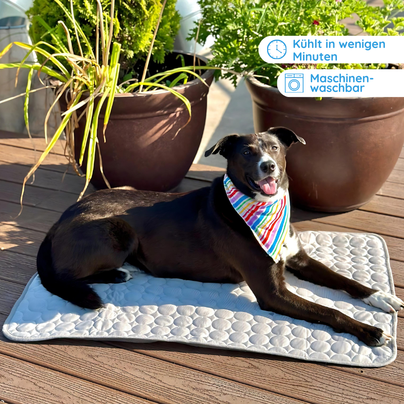 Schwarzer Hund chillt draußen in der Sonne und kühlt sich auf einer Kühlmatte ab