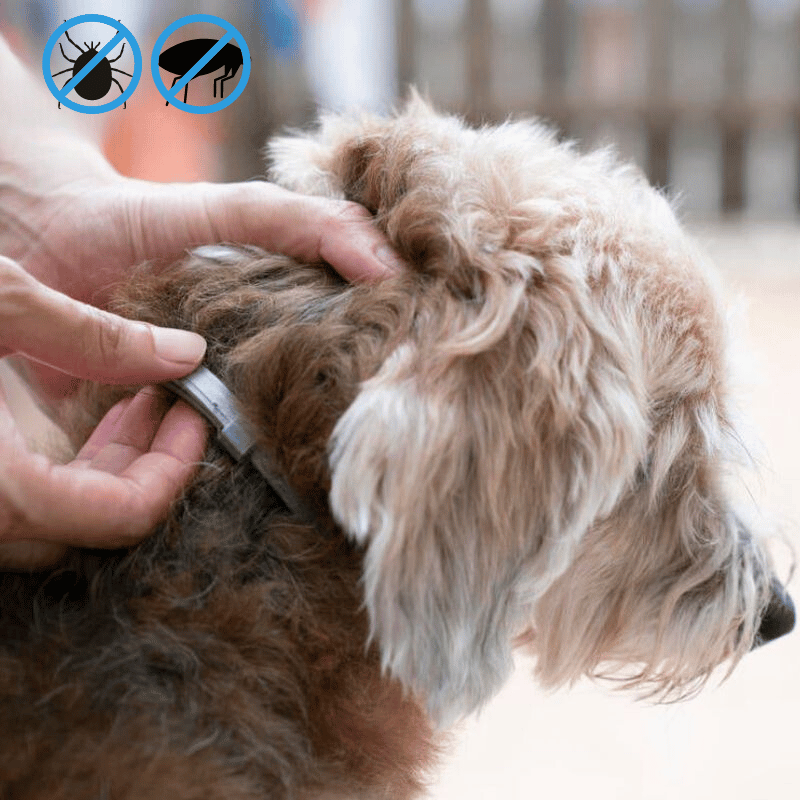 MrFluffyFriend™ - Floh- und Zeckenschutz-Halsband