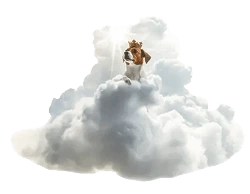 Dog on cloud image