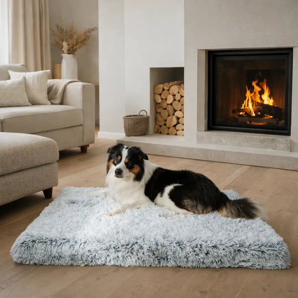 Gib deinem Hund den Komfort, den er verdient